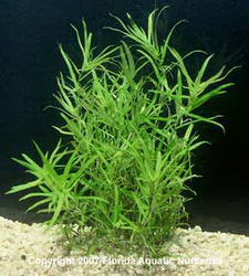 علف ستاره ای